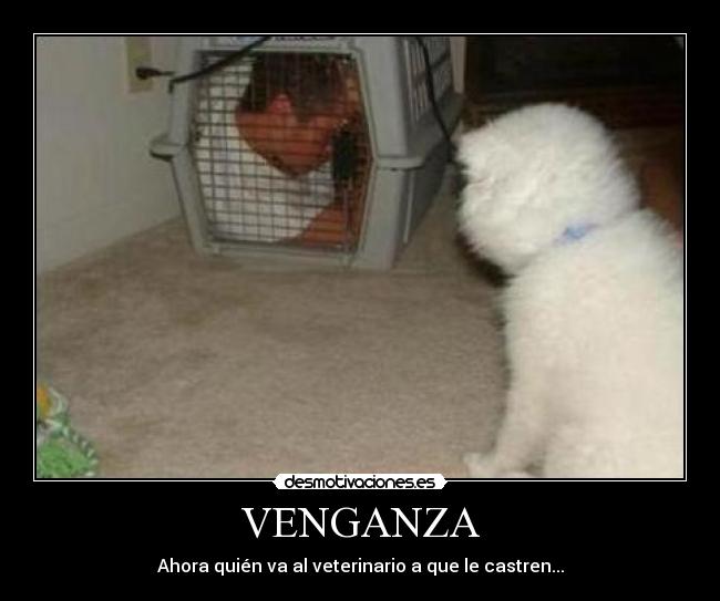 VENGANZA -