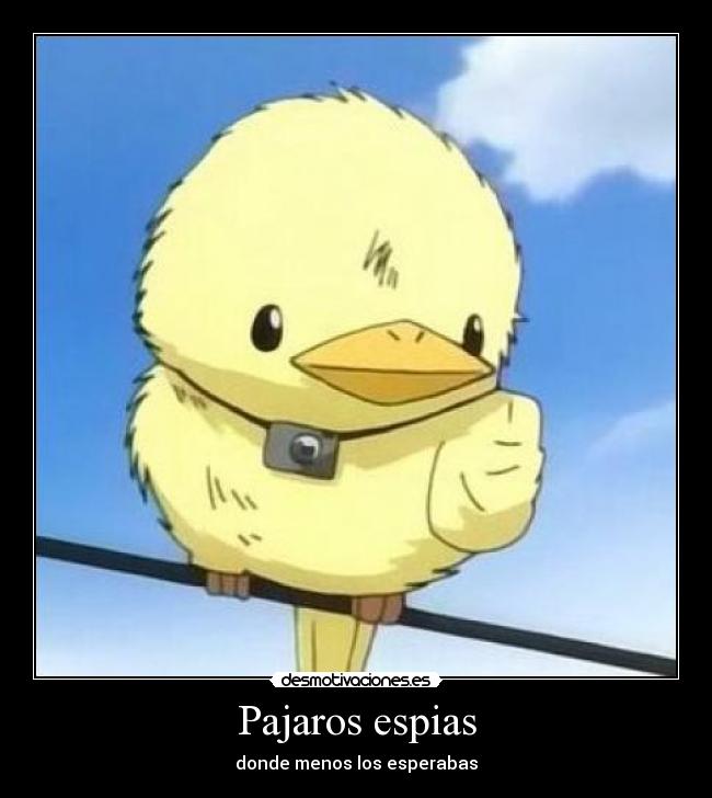 Pajaros espias - donde menos los esperabas