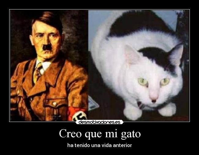 Creo que mi gato - 