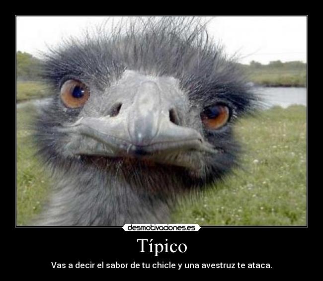 Típico - 