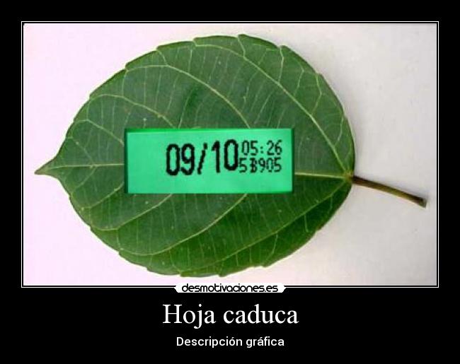 Hoja caduca - Descripción gráfica