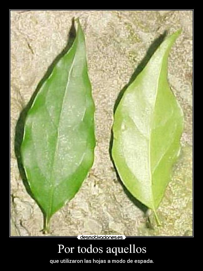Por todos aquellos - que utilizaron las hojas a modo de espada.