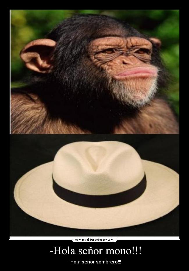 -Hola señor mono!!! - -Hola señor sombrero!!!