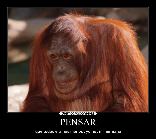PENSAR - que todos eramos monos , yo no , mi hermana