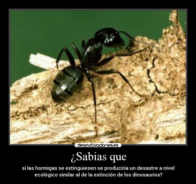 ¿Sabias que - si las hormigas se extinguiesen se produciría un desastre a nivel
ecológico similar al de la extinción de los dinosaurios?