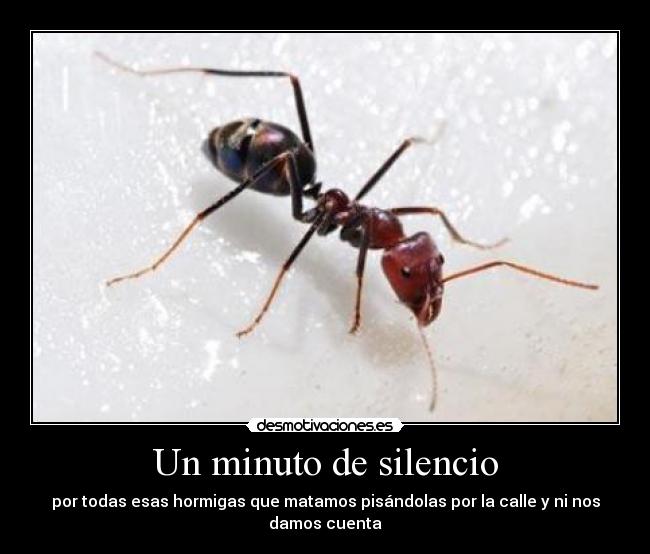 Un minuto de silencio - por todas esas hormigas que matamos pisándolas por la calle y ni nos damos cuenta