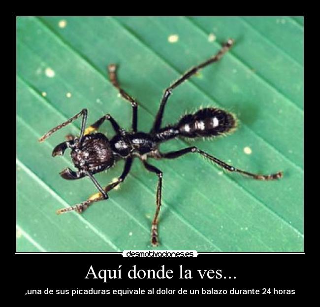 Aquí donde la ves... - 