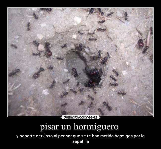 carteles hormiguero hormigas desmotivaciones