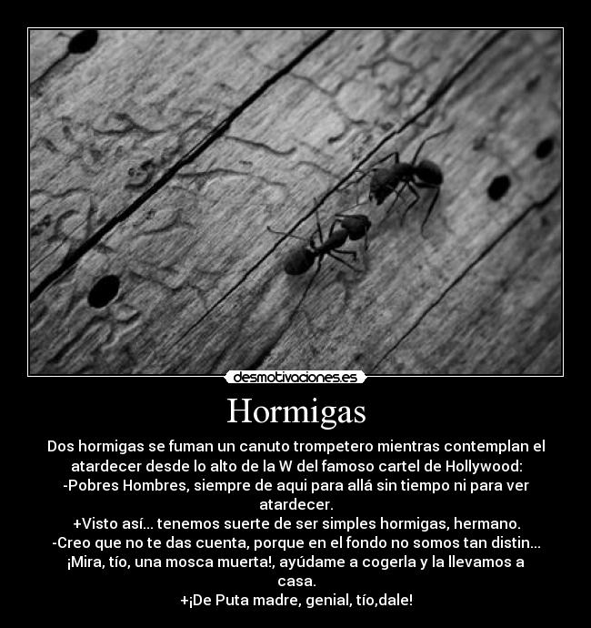Hormigas -