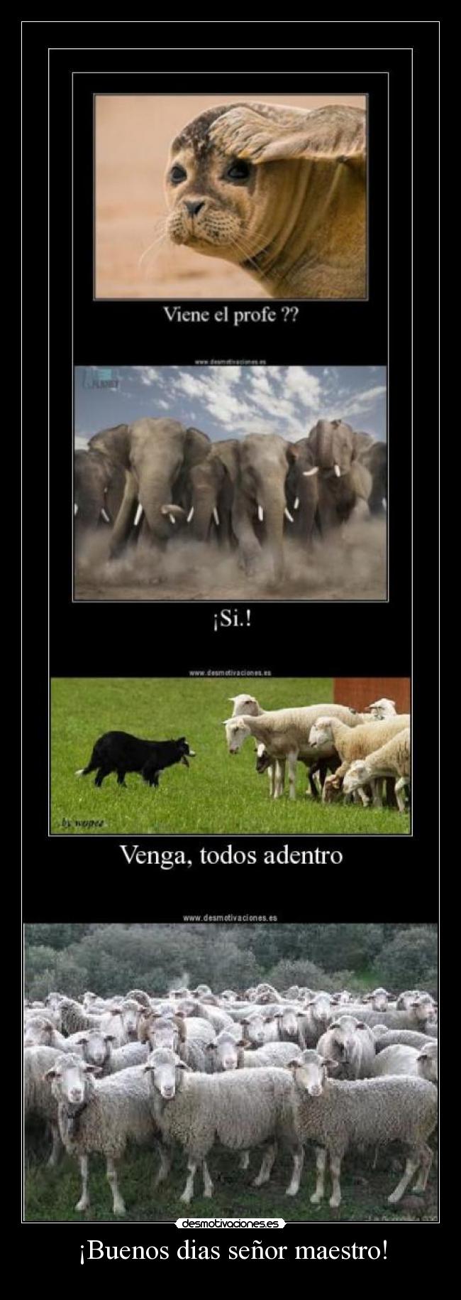¡Buenos dias señor maestro! - 