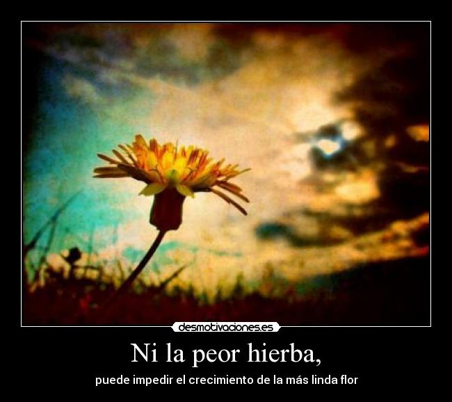 Ni la peor hierba, - puede impedir el crecimiento de la más linda flor