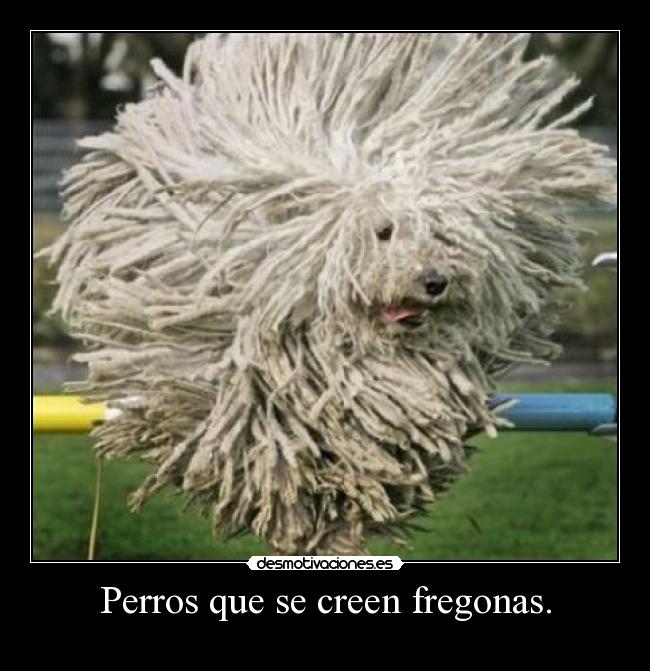 Perros que se creen fregonas. -