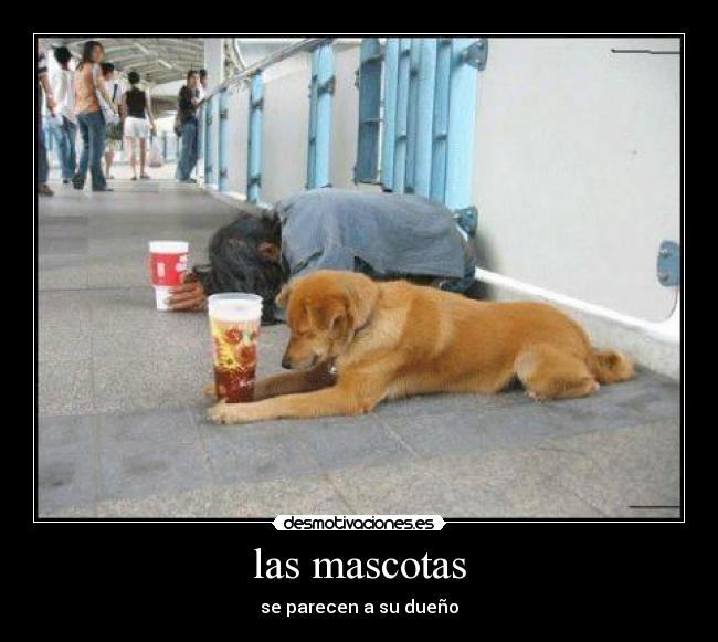 carteles limosna vago perro desmotivaciones