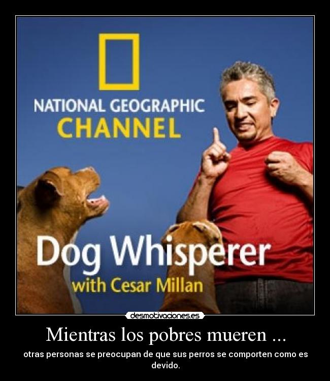 Mientras los pobres mueren ... - otras personas se preocupan de que sus perros se comporten como es devido.