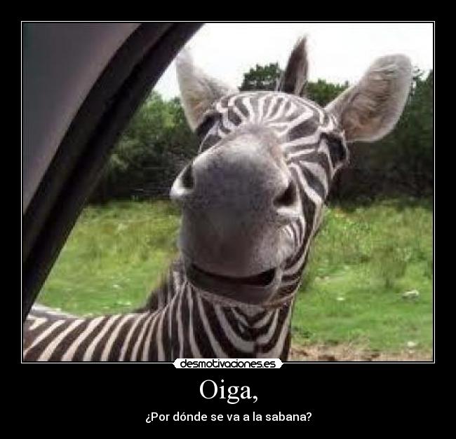 carteles zebra sabana donde desmotivaciones