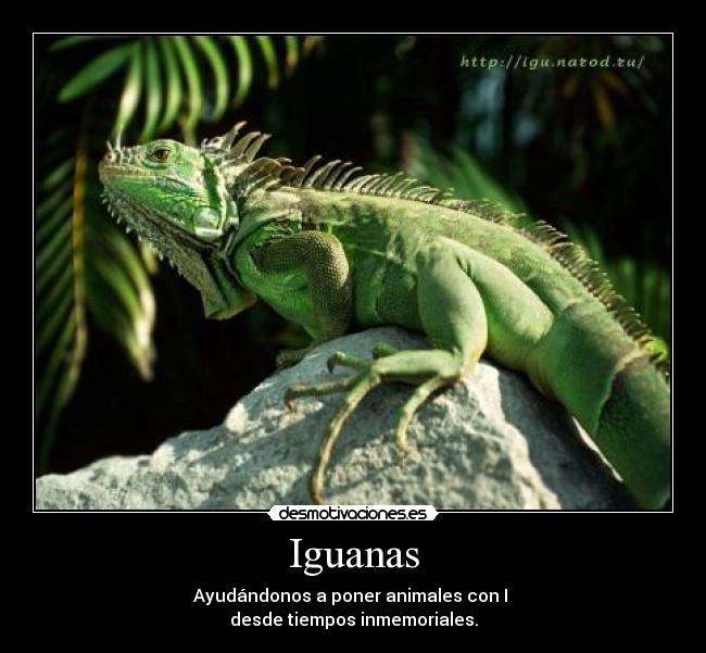 Iguanas - Ayudándonos a poner animales con I
desde tiempos inmemoriales.