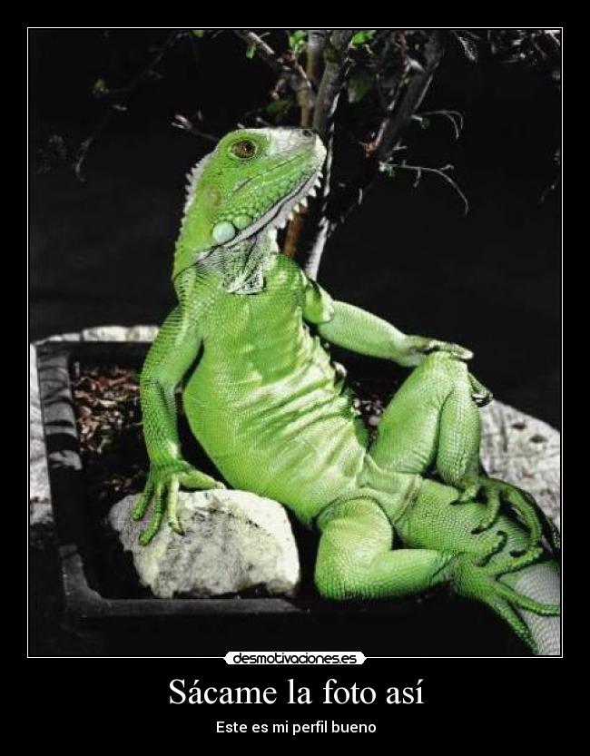 carteles iguana desmotivaciones