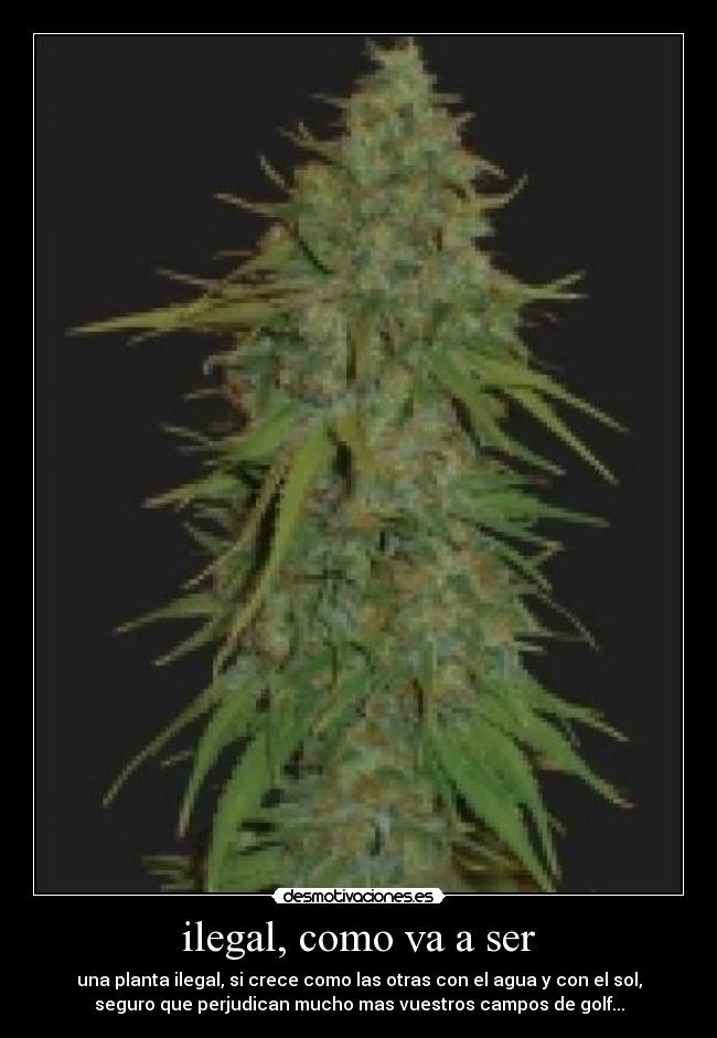 ilegal, como va a ser -