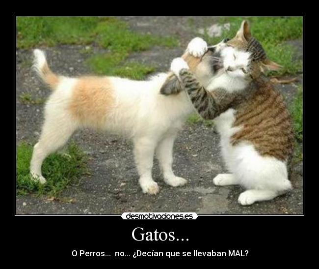 Gatos... - O Perros... no... ¿Decían que se llevaban MAL?