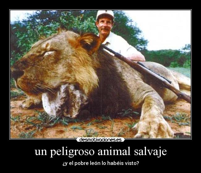 un peligroso animal salvaje - ¿y el pobre león lo habéis visto?