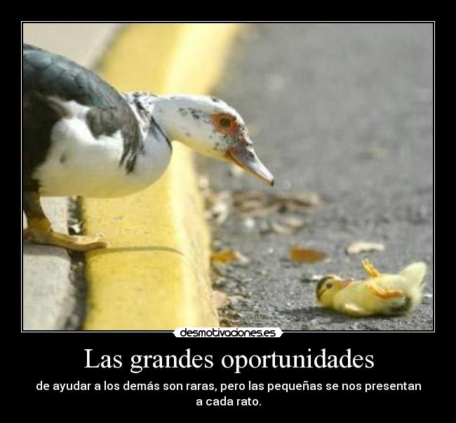 Las grandes oportunidades - 