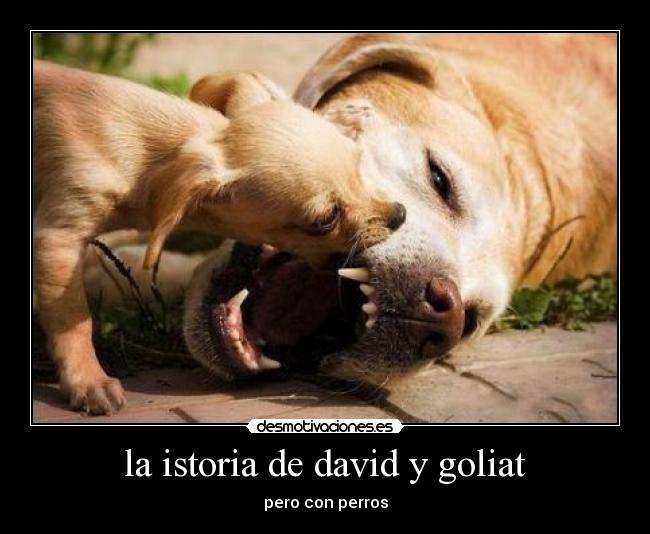 la istoria de david y goliat - pero con perros