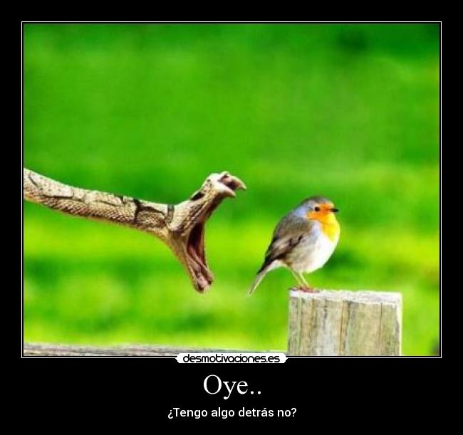 Oye.. - 