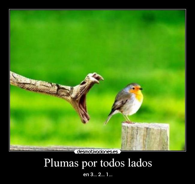 Plumas por todos lados - 