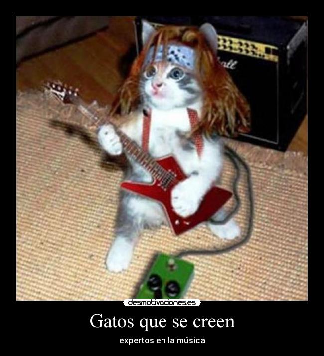 Gatos que se creen - 