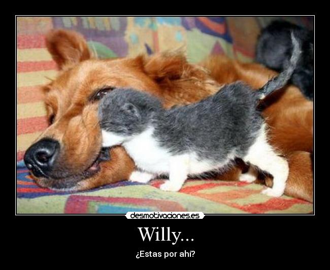 carteles willy perro gatos desmotivaciones