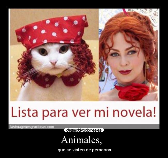 Animales, -