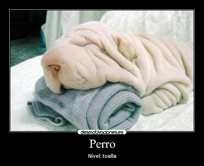 Perro - Nivel: toalla