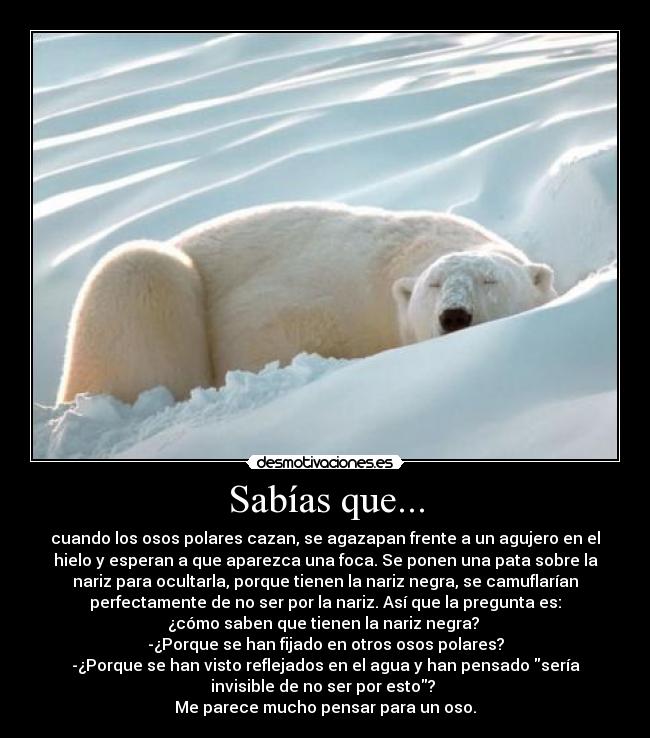 Sabías que... - cuando los osos polares cazan, se agazapan frente a un agujero en el
hielo y esperan a que aparezca una foca. Se ponen una pata sobre la
nariz para ocultarla, porque tienen la nariz negra, se camuflarían
perfectamente de no ser por la nariz. Así que la pregunta es:
¿cómo saben que tienen la nariz negra?
-¿Porque se han fijado en otros osos polares?
-¿Porque se han visto reflejados en el agua y han pensado sería
invisible de no ser por esto?
Me parece mucho pensar para un oso.