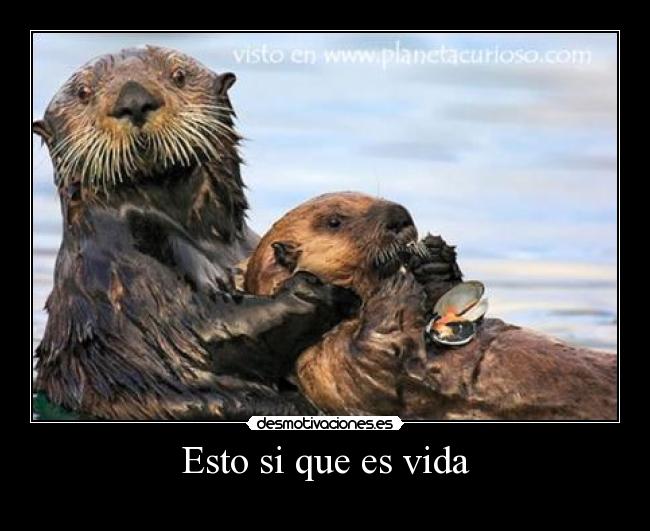 carteles vida nanoleo desmotivaciones