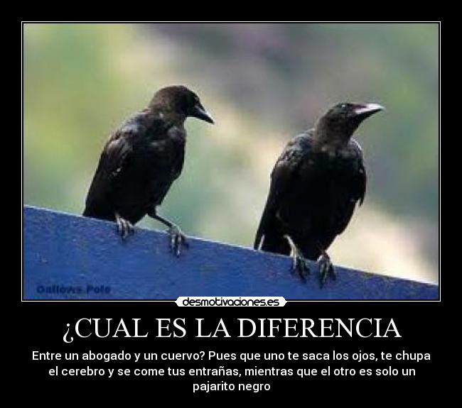 ¿CUAL ES LA DIFERENCIA - Entre un abogado y un cuervo? Pues que uno te saca los ojos, te chupa
el cerebro y se come tus entrañas, mientras que el otro es solo un
pajarito negro