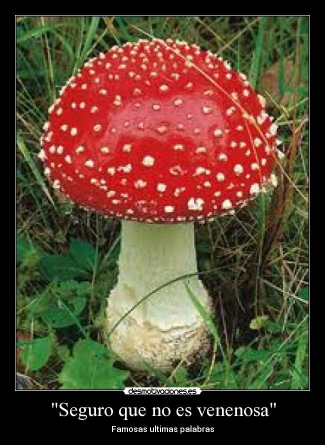 Seguro que no es venenosa -