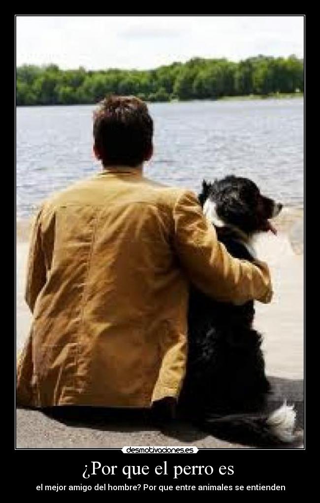 ¿Por que el perro es -