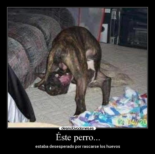 Éste perro... - 