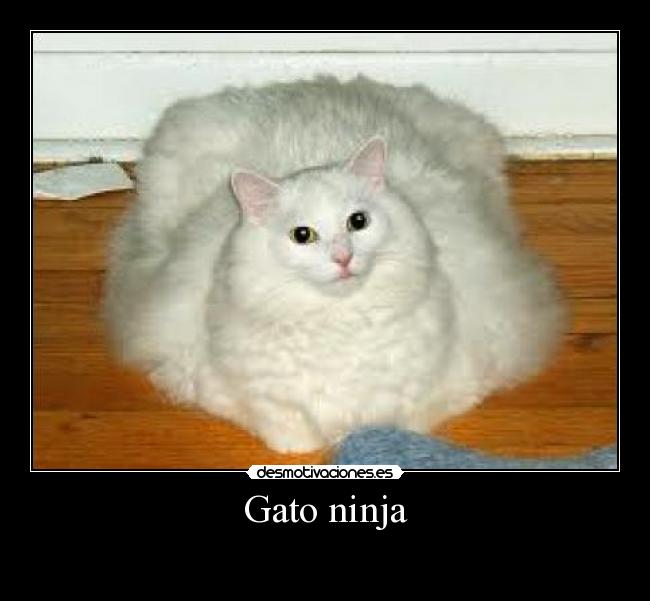 Gato ninja - 