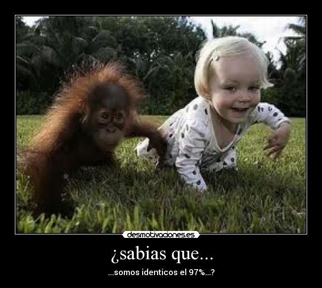 ¿sabias que... - ...somos identicos el 97%...?