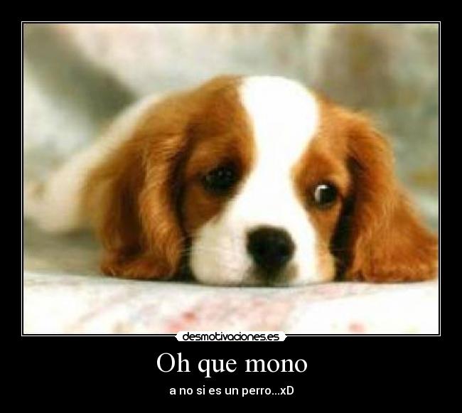 Oh que mono - a no si es un perro...xD