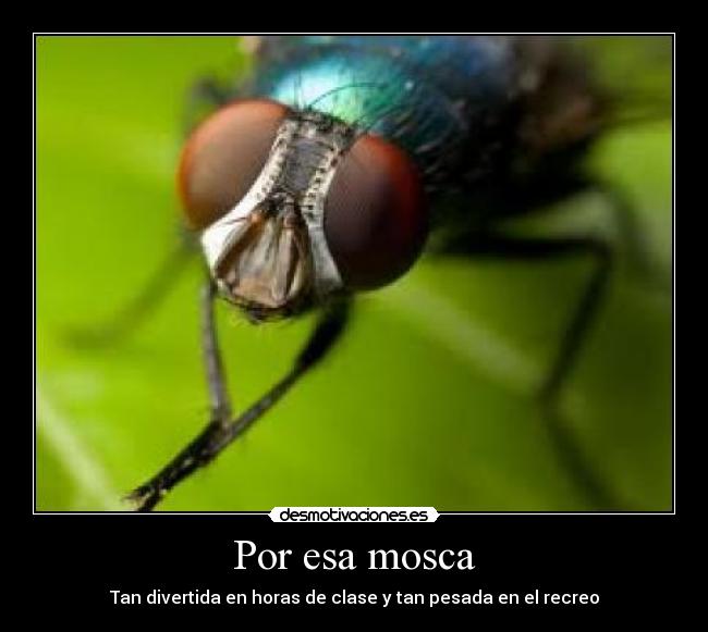 Por esa mosca - 