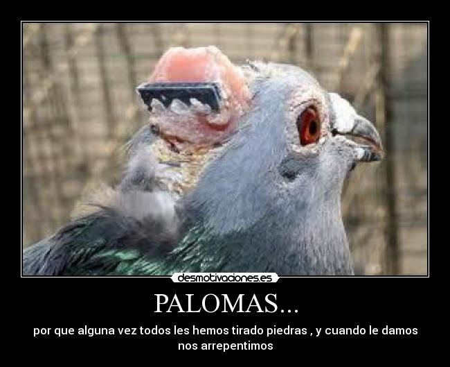 PALOMAS... -