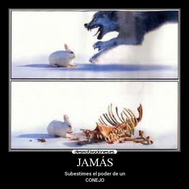 JAMÁS - Subestimes el poder de un
CONEJO