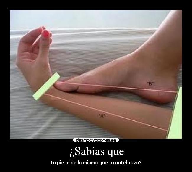 ¿Sabías que - tu pie mide lo mismo que tu antebrazo?