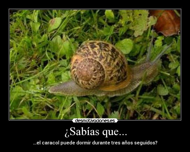 ¿Sabías que... - ...el caracol puede dormir durante tres años seguidos?