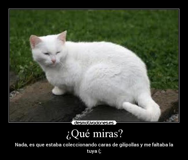 ¿Qué miras? - Nada, es que estaba coleccionando caras de gilipollas y me faltaba la tuya (;