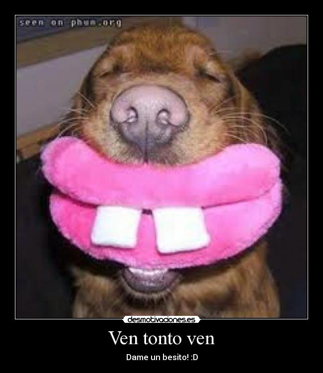 Ven tonto ven -