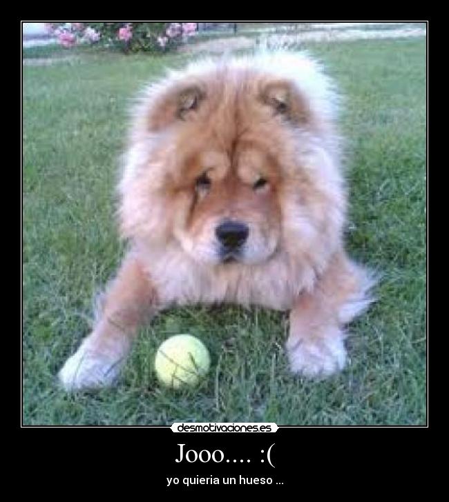 Jooo.... :( - yo quieria un hueso ...