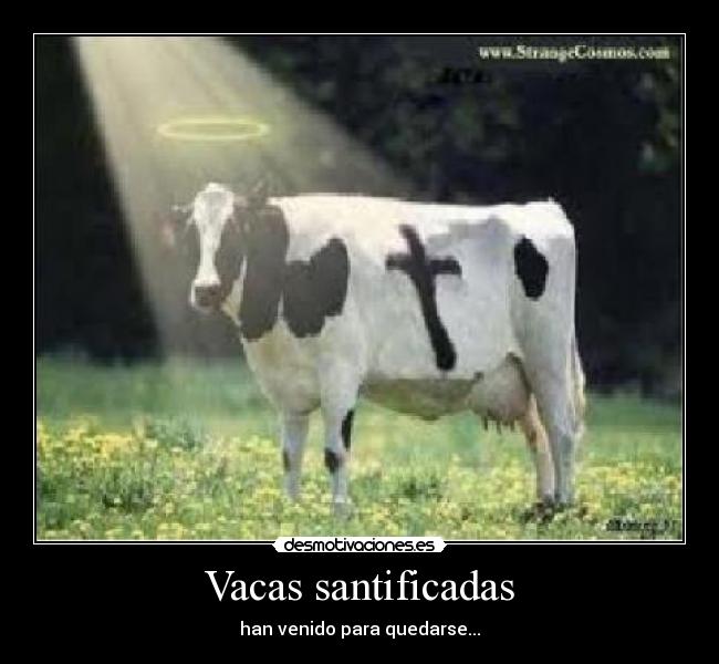 Vacas santificadas - han venido para quedarse...